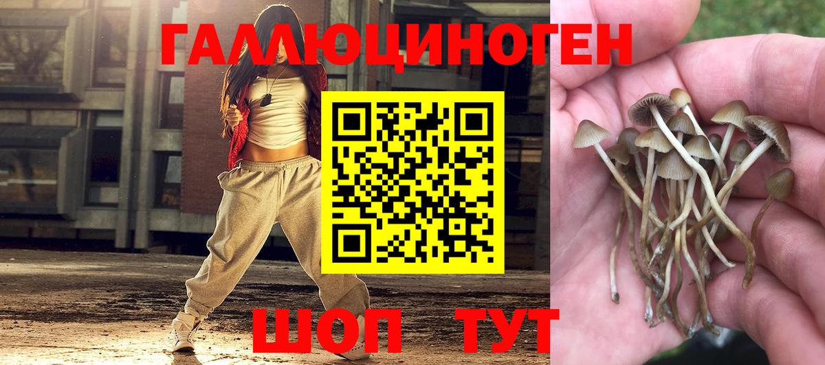Новошахтинск  Псилоцибиновые грибы прущие грибы  Вход с VPN  Псилоцибиновые грибы Cubensis 
